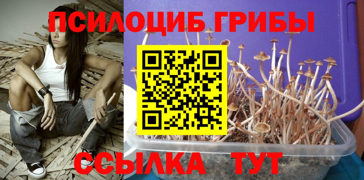 Псилоцибиновые грибы мицелий Татарск